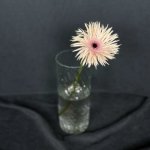 Гербера &laquo;Розовая&raquo;