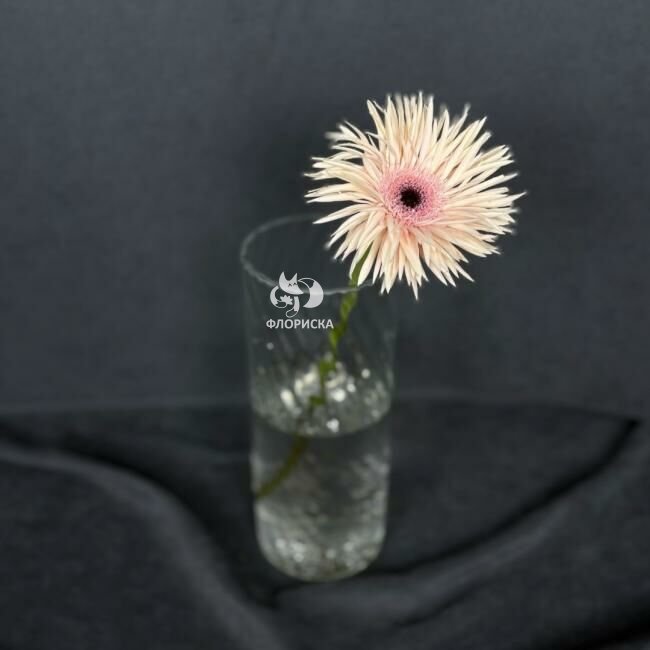 Гербера &laquo;Розовая&raquo;