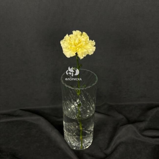 Гвоздика &laquo;Жёлтая&raquo;