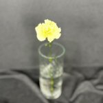 Гвоздика &laquo;Жёлтая&raquo;