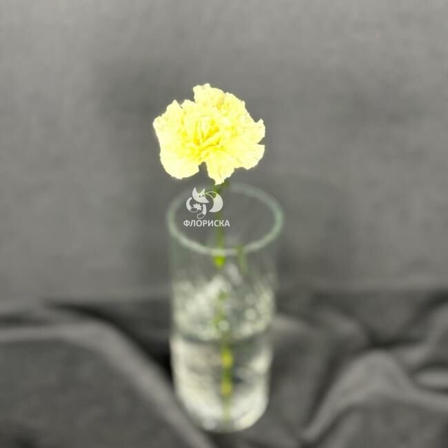 Гвоздика &laquo;Жёлтая&raquo;