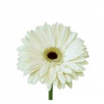 Гербера &laquo;Белая&raquo;