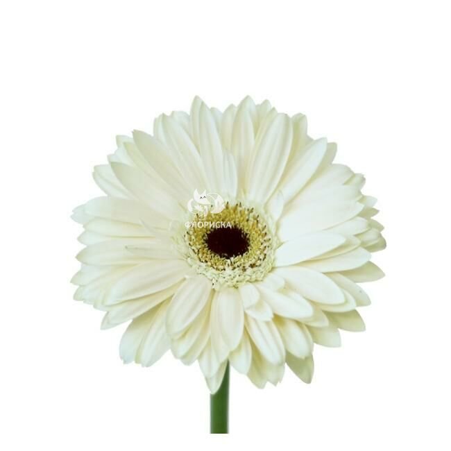 Гербера &laquo;Белая&raquo;