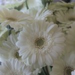 Гербера &laquo;Белая&raquo;
