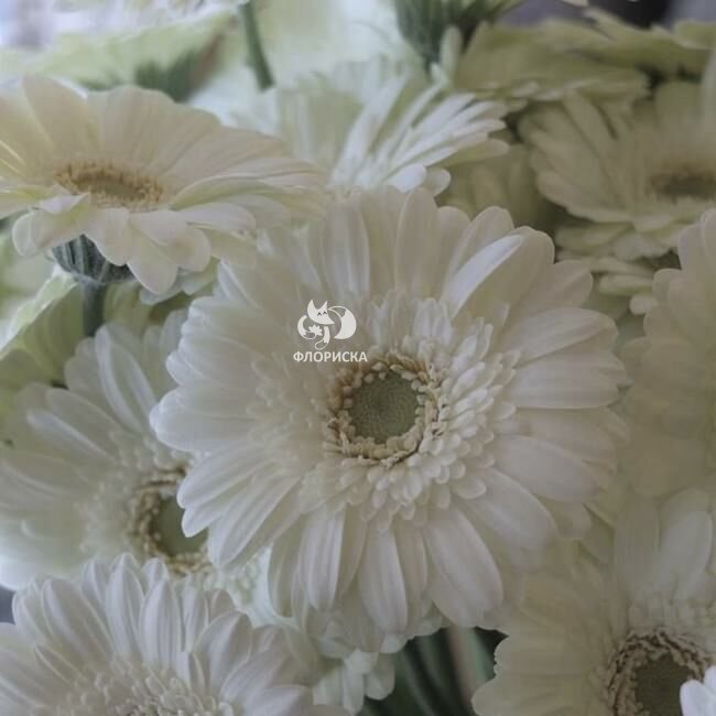Гербера &laquo;Белая&raquo;