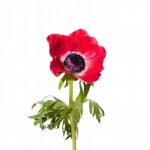 Анемон &laquo;Красный&raquo;