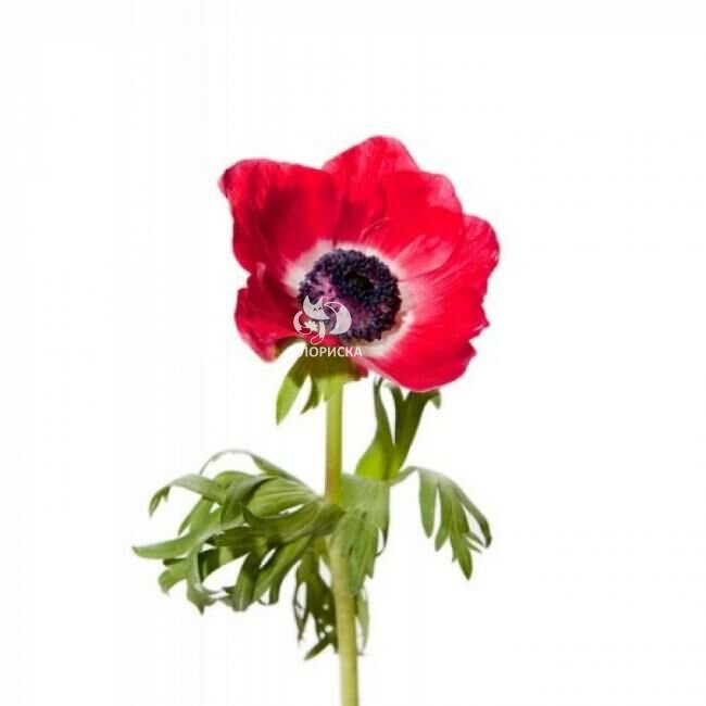 Анемон &laquo;Красный&raquo;