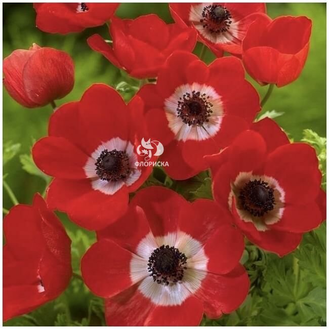 Анемон &laquo;Красный&raquo;