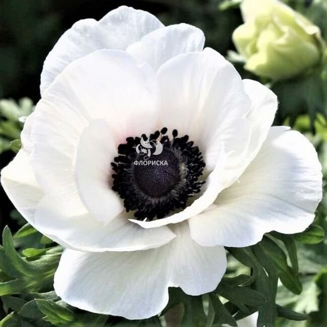 Анемон &laquo;Белый&raquo;