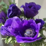 Анемон &laquo;Синий&raquo;
