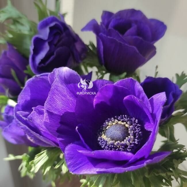 Анемон &laquo;Синий&raquo;