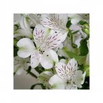 Альстромерия &laquo;Белая&raquo;