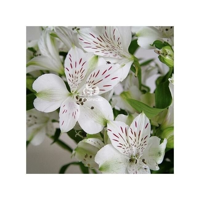 Альстромерия &laquo;Белая&raquo;