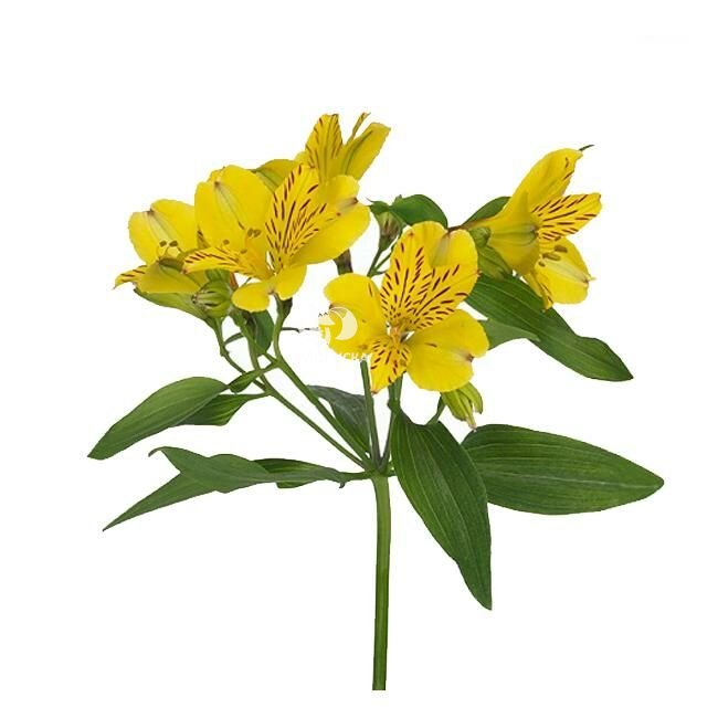 Альстромерия &laquo;Жёлтая&raquo;