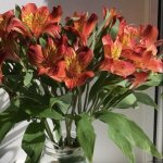 Альстромерия &laquo;Красная&raquo;