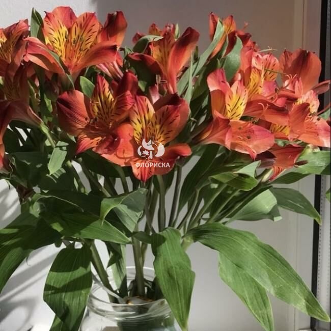 Альстромерия &laquo;Красная&raquo;