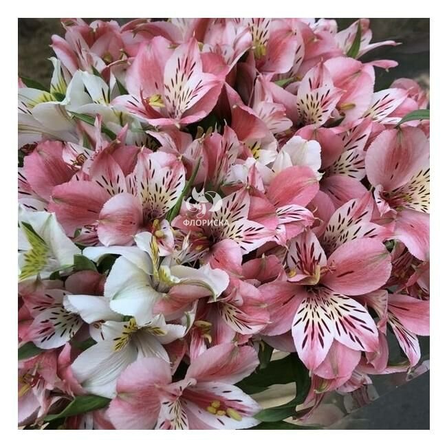 Альстромерия &laquo;Розовая&raquo;