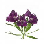 Альстромерия &laquo;Сиреневая&raquo;