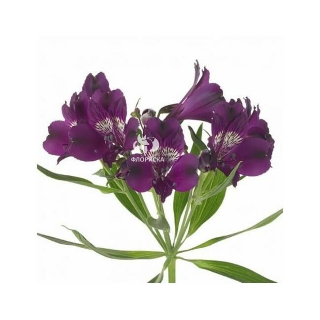 Альстромерия &laquo;Сиреневая&raquo;