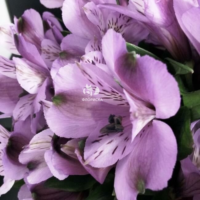 Альстромерия &laquo;Сиреневая&raquo;