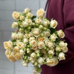 Кустовая роза &laquo;Сеньерита&raquo;