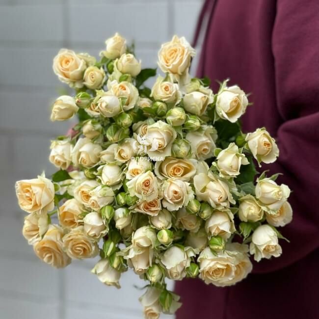 Кустовая роза &laquo;Сеньерита&raquo;