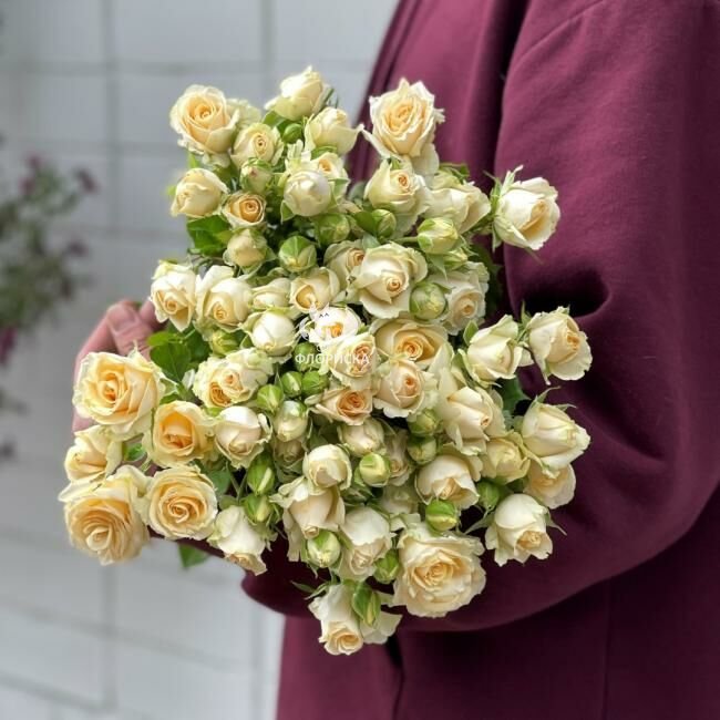 Кустовая роза &laquo;Сеньерита&raquo;