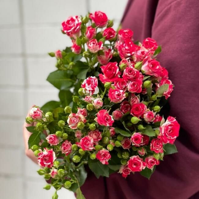 Кустовая роза &laquo;Фаерворк&raquo;