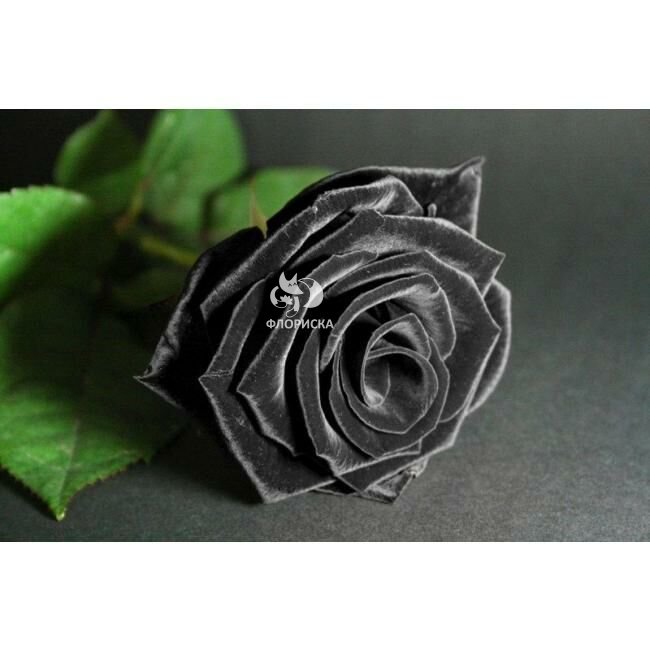 Роза &laquo;Чёрная&raquo;