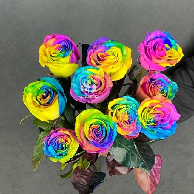 Роза &laquo;Радужная&raquo;