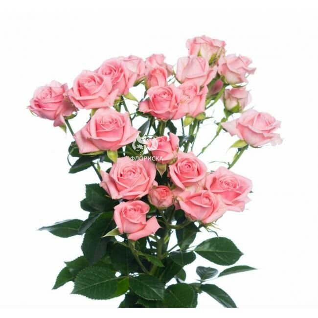 Кустовая роза &laquo;Мелисса&raquo;