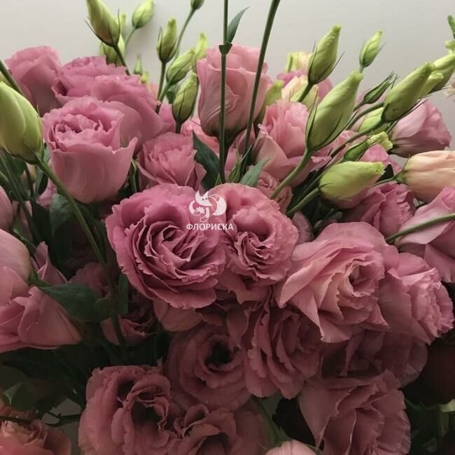 Эустома &laquo;Розовая&raquo;