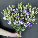 Эустома &laquo;Сиреневая&raquo;