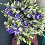 Эустома &laquo;Сиреневая&raquo;