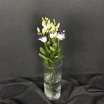 Эустома &laquo;Фиолетовая&raquo;