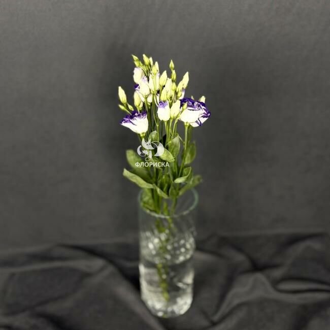 Эустома &laquo;Фиолетовая&raquo;