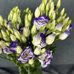 Эустома &laquo;Фиолетовая&raquo;