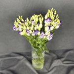 Эустома &laquo;Фиолетовая&raquo;