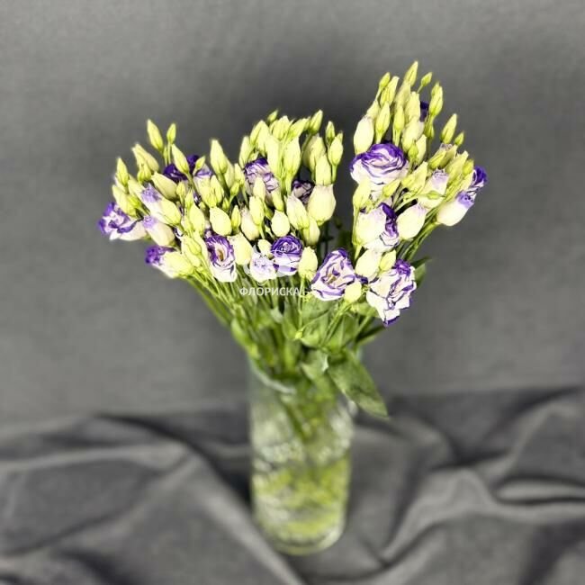 Эустома &laquo;Фиолетовая&raquo;