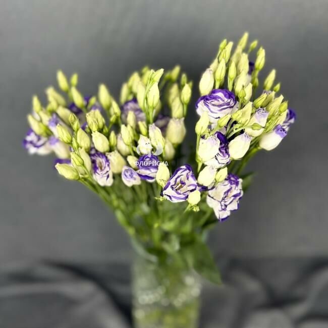 Эустома &laquo;Фиолетовая&raquo;