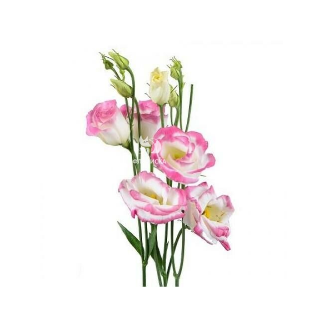 Эустома &laquo;Бело-розовая&raquo;