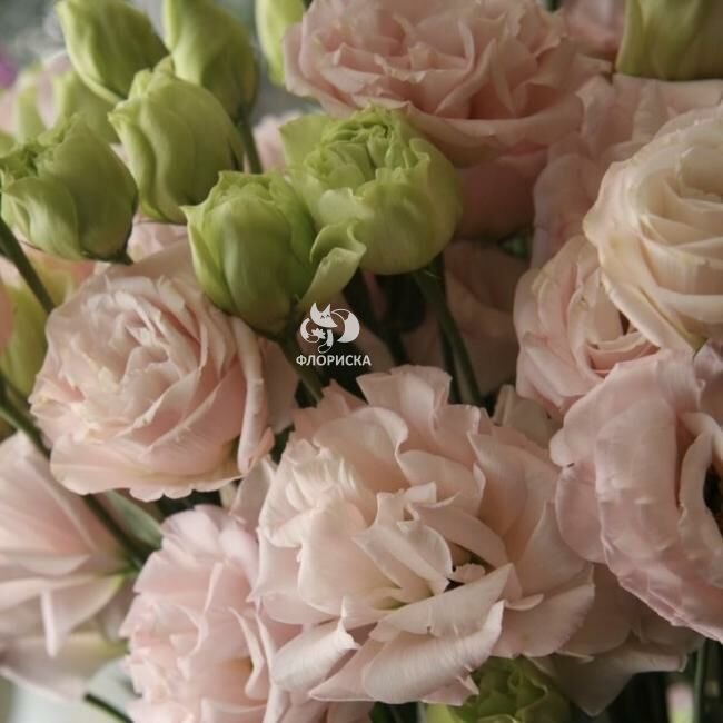 Эустома &laquo;Бело-розовая&raquo;