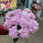 Букет из 11 гортензий  &laquo;Больше розового&raquo;