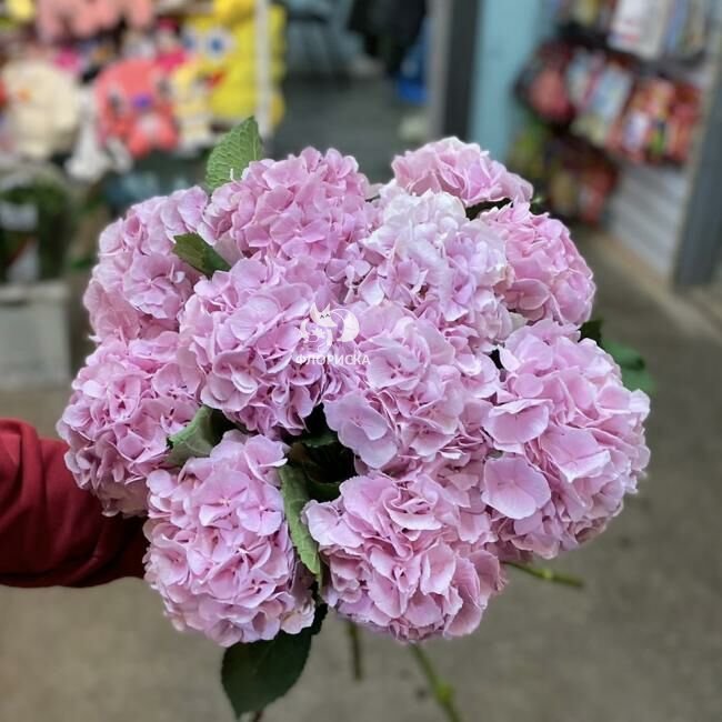 Букет из 11 гортензий  &laquo;Больше розового&raquo;