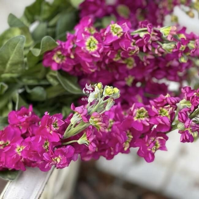 Маттиола &laquo;Розовая&raquo;