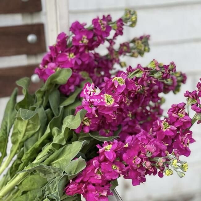 Маттиола &laquo;Розовая&raquo;