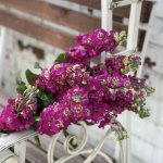 Маттиола &laquo;Розовая&raquo;