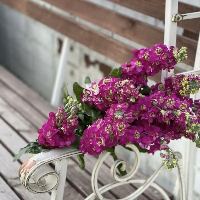 Маттиола &laquo;Розовая&raquo;