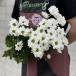 Хризантема кустовая &laquo;Илонка&raquo;