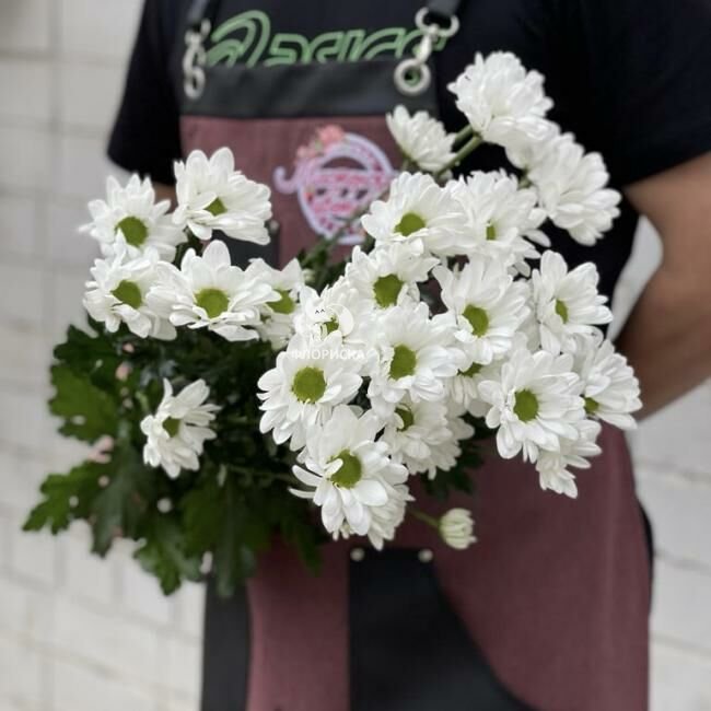 Хризантема кустовая &laquo;Илонка&raquo;